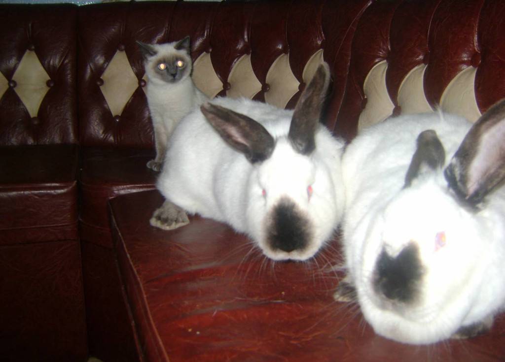 Русский горностаевый кролик - описание породы и фото