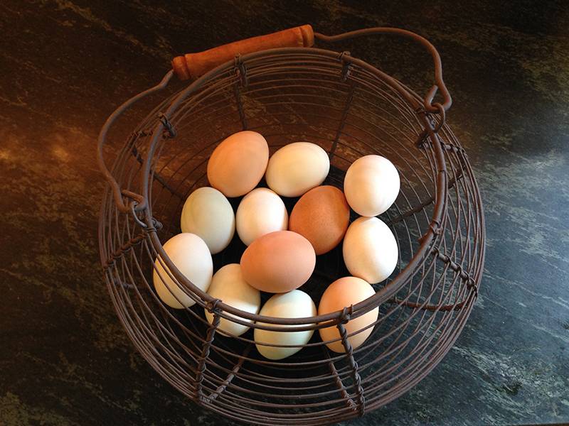 Куры несут мелкие яйца: несколько основных причин этого явления