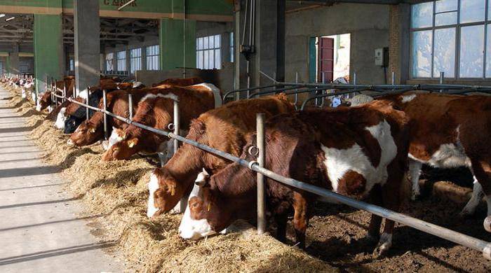 Разведение крупного рогатого скота в регионах россии