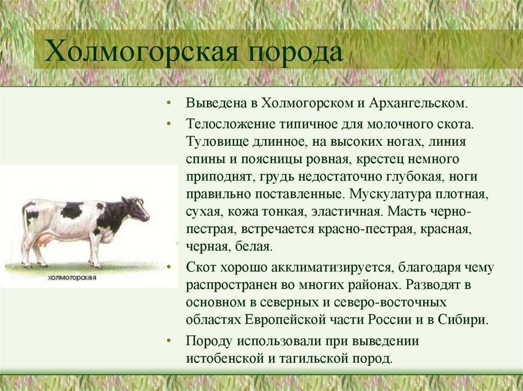 Холмогорская порода коров крс: фото, характеристика, содержание и разведение