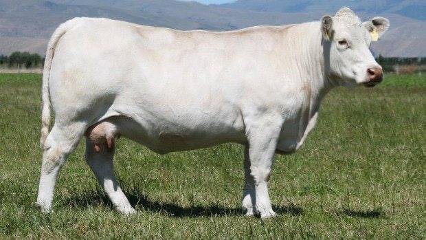 Порода коров шароле: описание, фото, характеристика