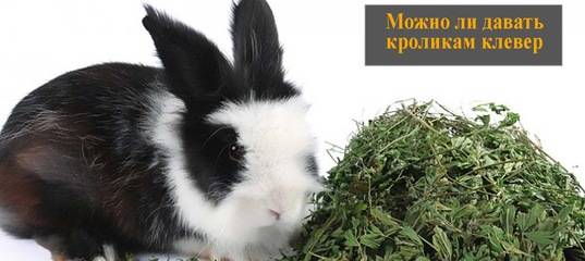 Можно ли давать кроликам мокрую траву c росой или после дождя?