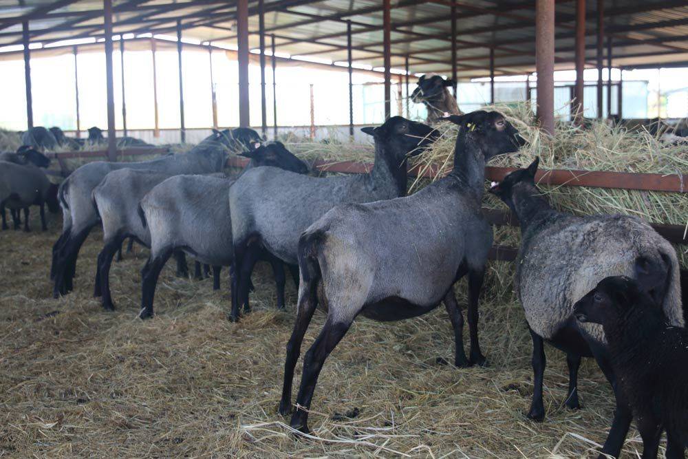 Романовские овцы: подробная информация об условиях содержания и показателях продуктивности