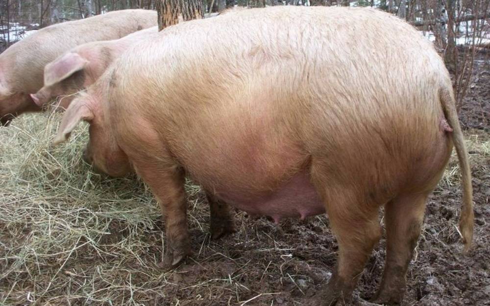 Биология и техника размножения свиней