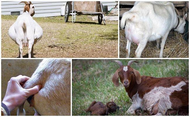 Почему коза стала давать мало молока – устраняем причины