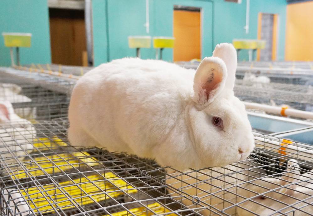 Кролиководство: разведение кроликов на мясо как бизнес в 2021 году + план