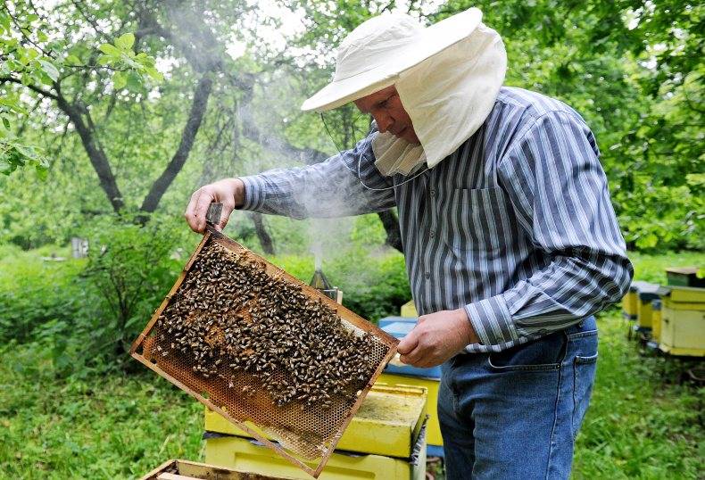 Пчеловодство для начинающих: с чего начать, советы, видео | пчеловодство | пчеловод.ком