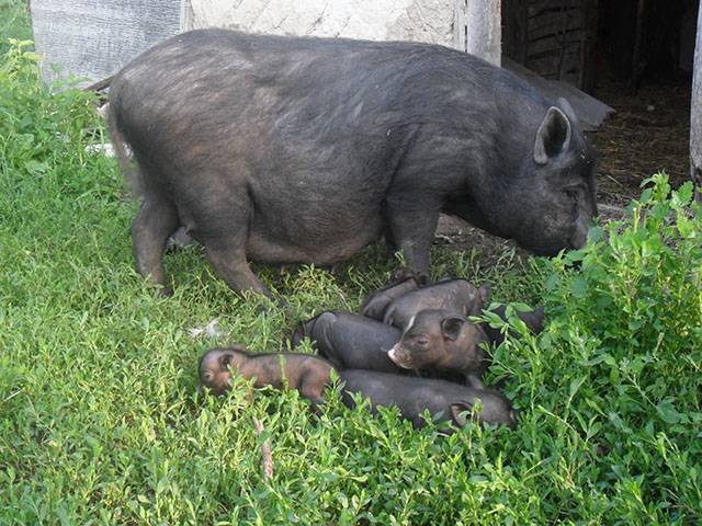 Вьетнамские свиньи: 90 фото, описание, особенности выращивания и ухода