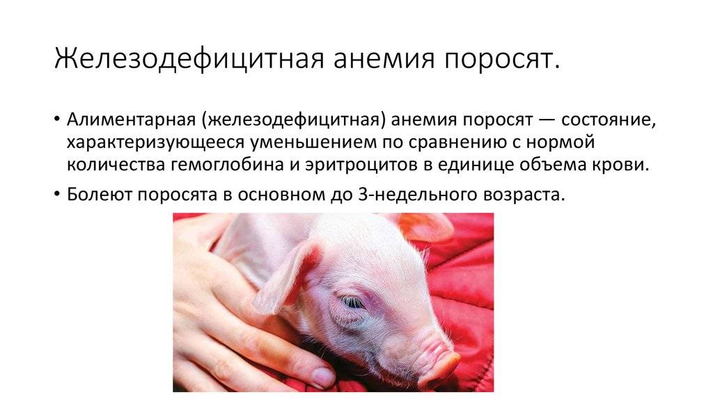 Свинья не встает на ноги: что делать и чем лечить, причины проблемы и диагностика