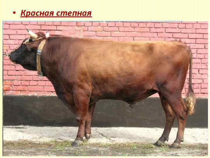 Красногорбатовская порода сельскохозяйственных коров