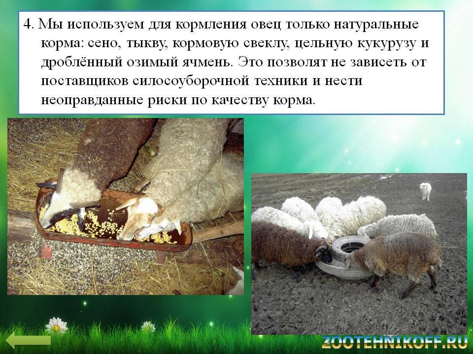 ᐉ кормление овец и баранов: суточный рацион - zooon.ru