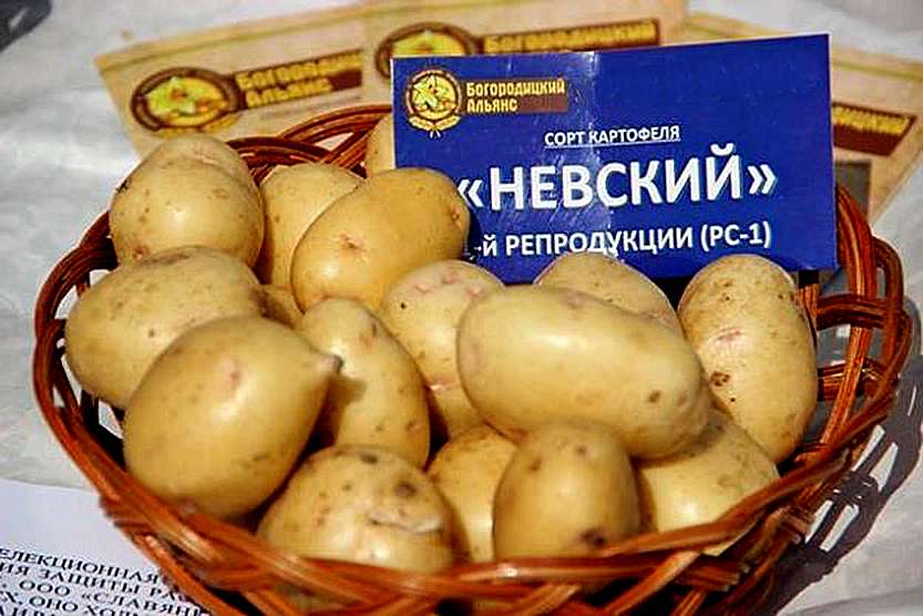 Картофель невский: описание, характеристика и вкусовые качества сорта, правила выращивания, фото