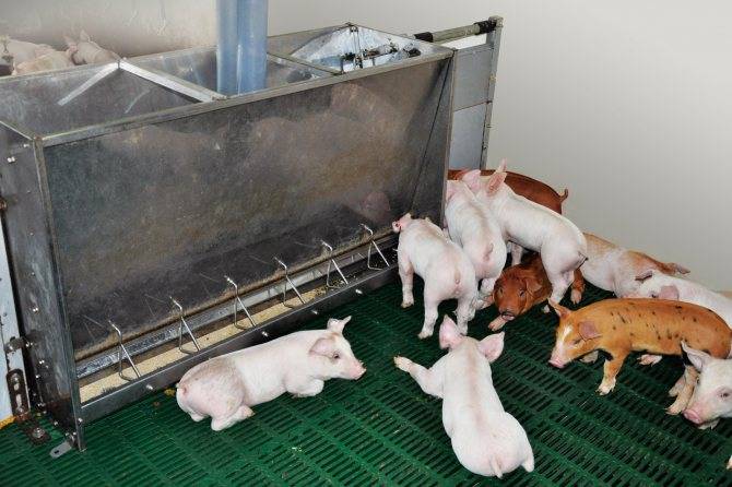 Свиноводство в домашних условиях. как содержать свиней?