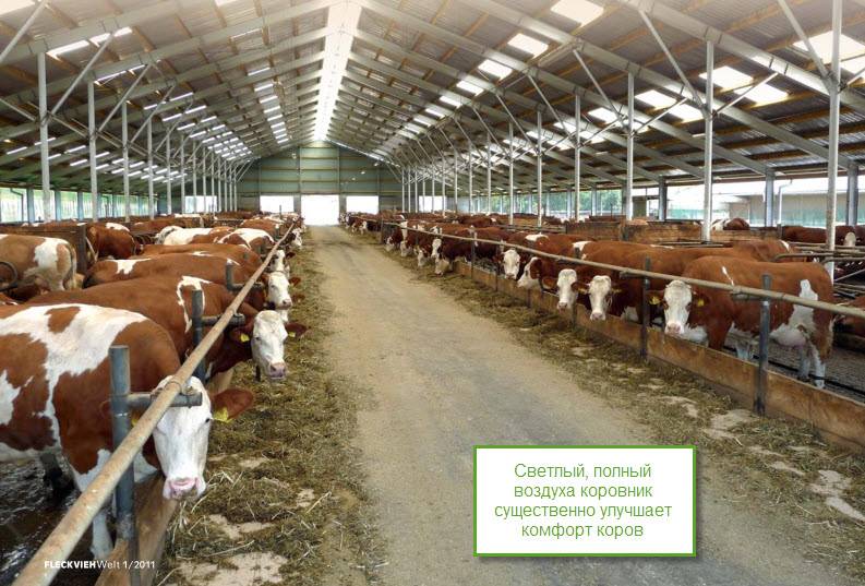 Мини молочная ферма на 50 голов крс для откорма - типовой проект строительства с минимальными затратами