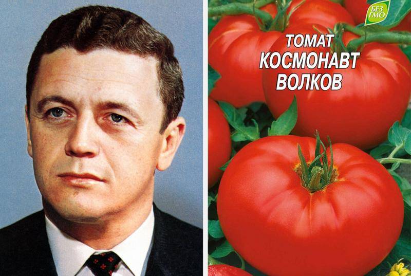 Сорт томата Космонавт Волков