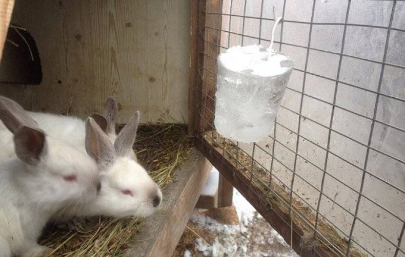 Содержание кроликов зимой: чем кормить кроликов зимой, поение
