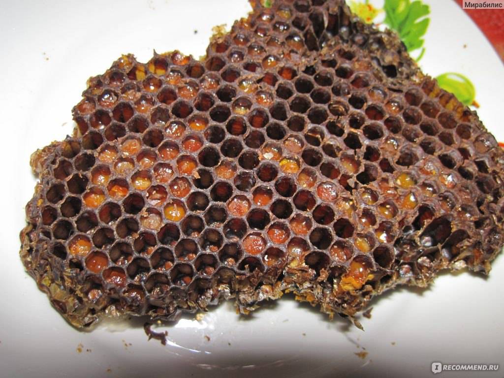 Пчелиные соты и мед в сотах: польза и вред, как хранить и употреблять