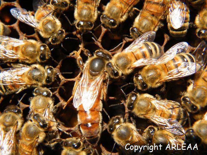 Породы пчел: самые медоносные, самые неройливые и самые миролюбивые с фото и описанием для регионов