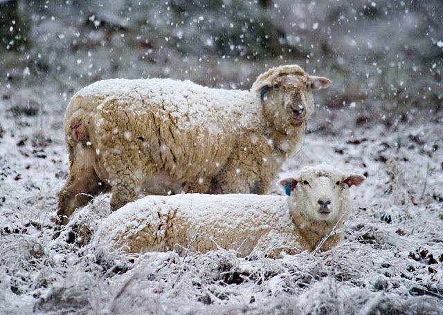 Что нужно знать о зимнем окоте овец?