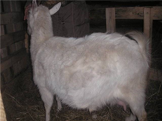 Сколько у козы длится беременность: сроки окота и календарь с датами
