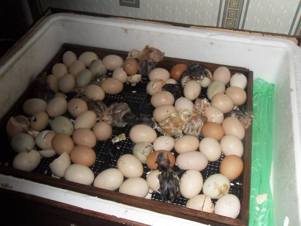Режим инкубации куриных яиц: подробная инструкция, а также таблицы оптимальной температуры, влажности и других факторов по дням