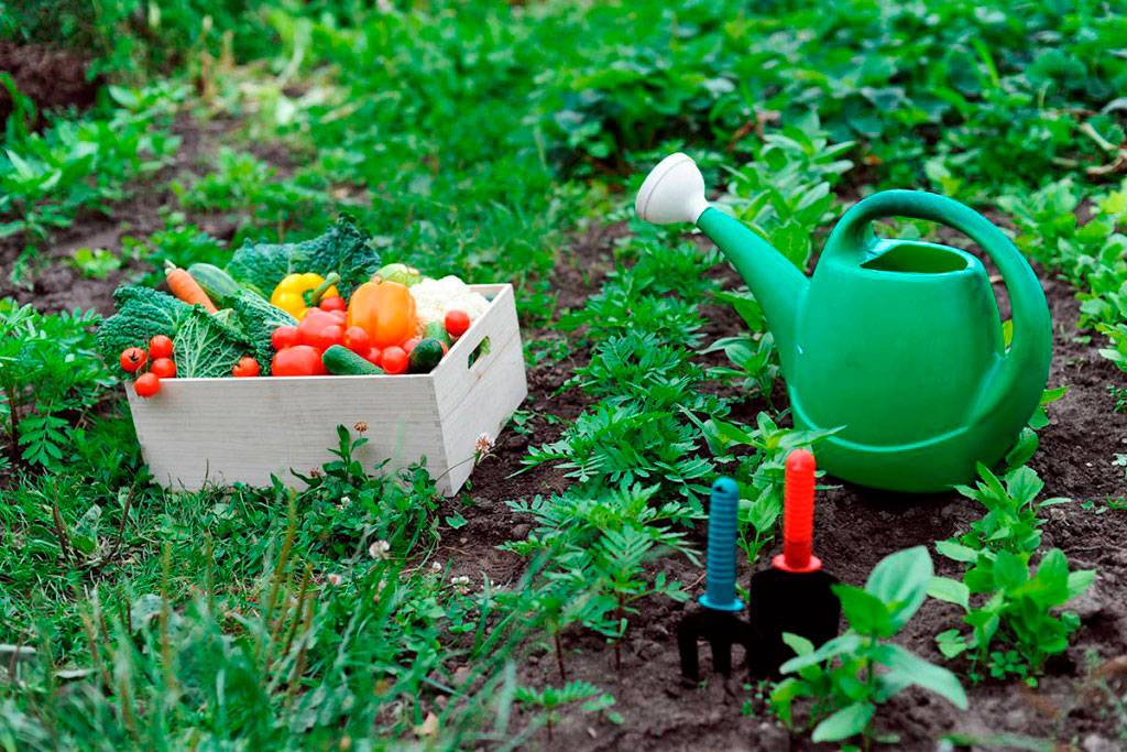 Весенние работы в саду и огороде: что делать по месяцам