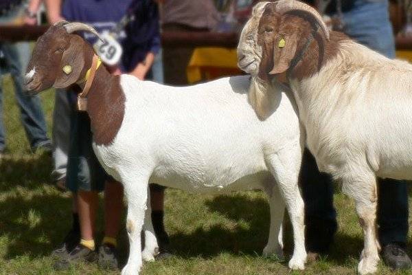 Битал порода коз: описание и характеристики, правила ухода и содержания