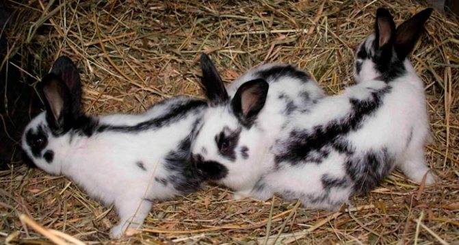 Описание кроликов породы строкач