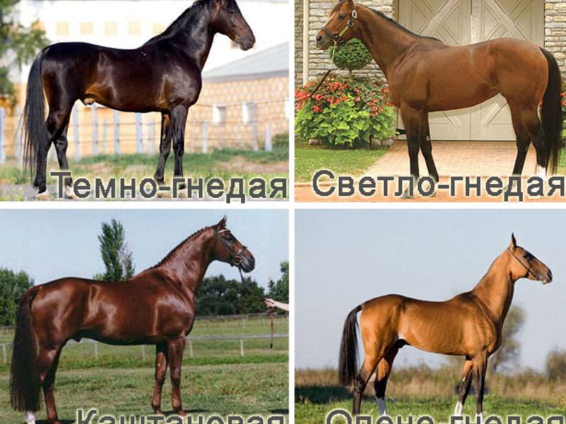 Разнообразие окрасов лошадей: разбираем масти