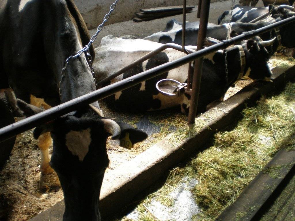 Организация привязного содержания коров на ферме