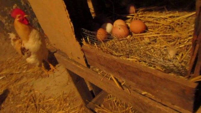 Почему куры клюют свои яйца и что делать - 7 способов решить проблему