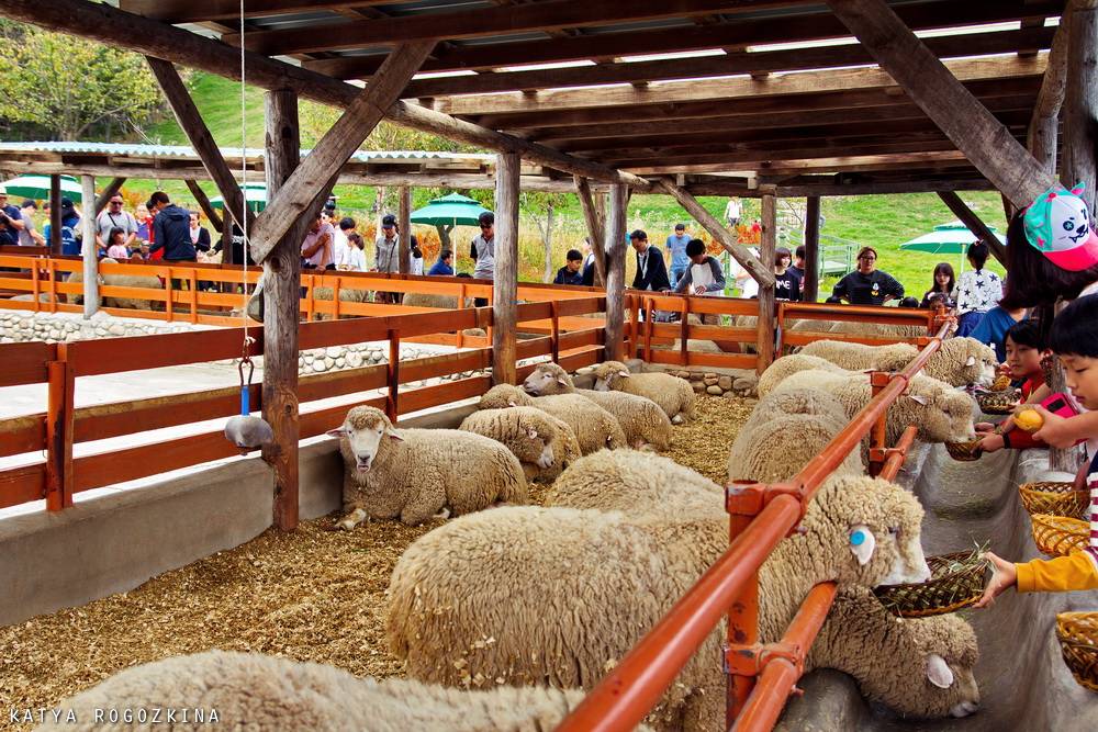 Овцеводство: разведение овец и баранов как бизнес в 2021 году
