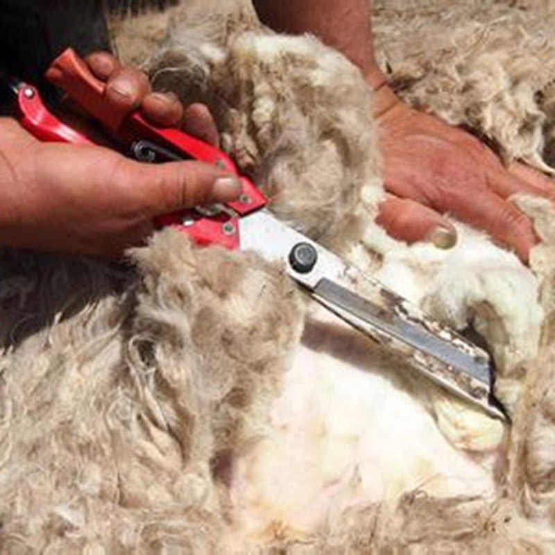 Как стричь овец в домашних условиях: ручной и машинный метод