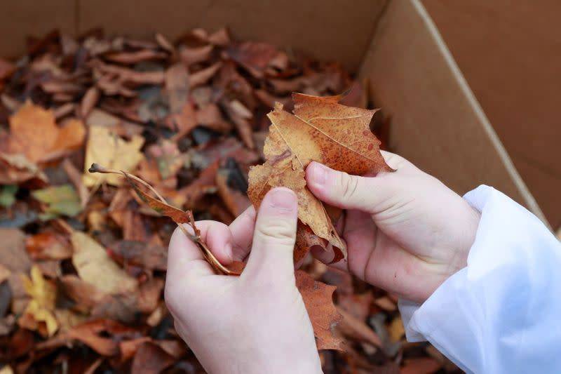 Опавшая листва – хороший материал для получения компоста