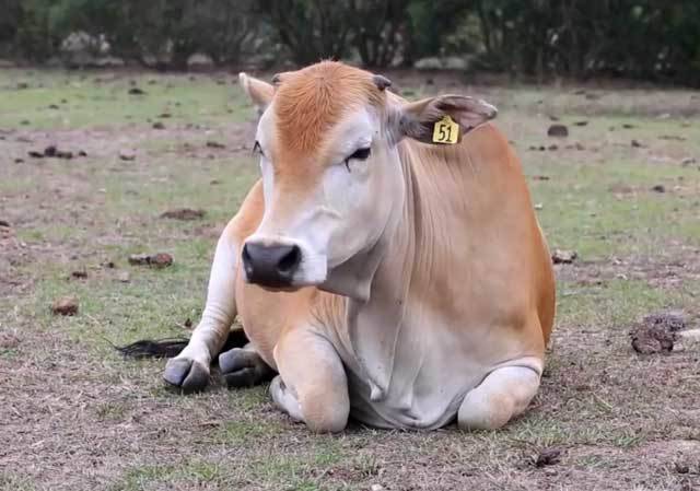 Чем опасен лейкоз у коров для человека