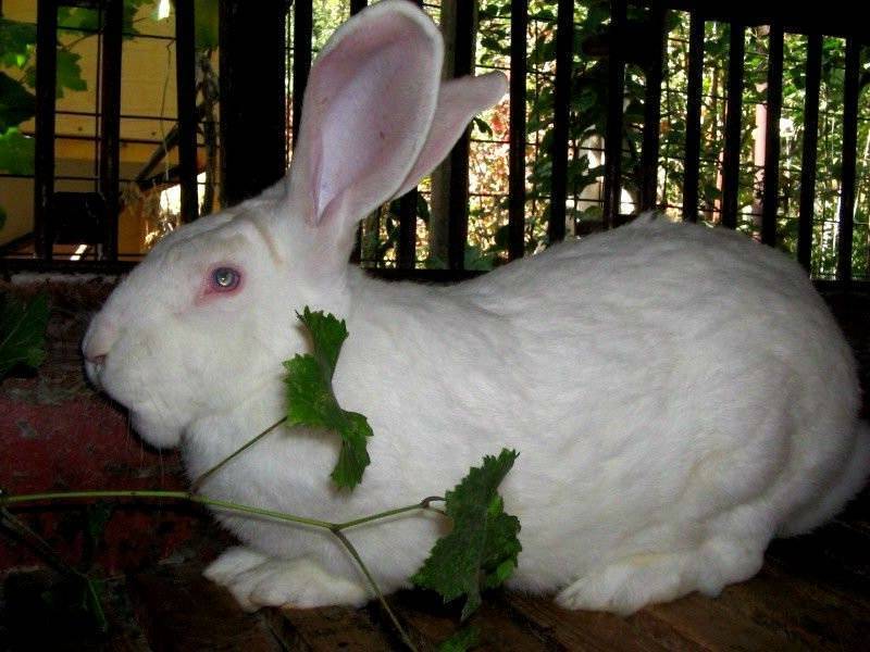 Порода кроликов белый великан: описание, разведение и содержание в домашних условиях