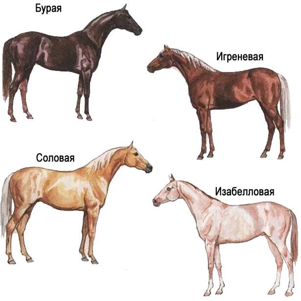 Основные масти лошадей — как называются и чем отличаются