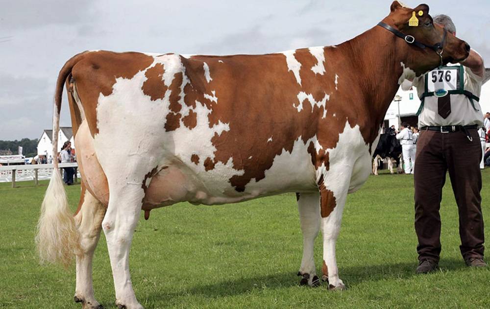 Голландская порода коров: характеристика, фото, плюсы и минусы, содержание и уход