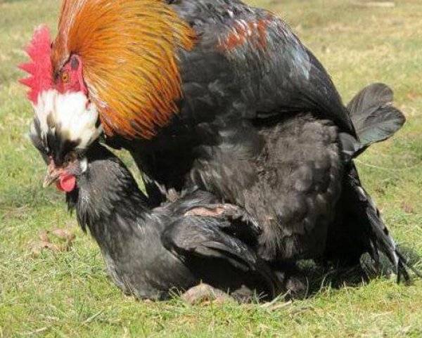 Как петух оплодотворяет курицу: описание процесса, фото- и видеообзор