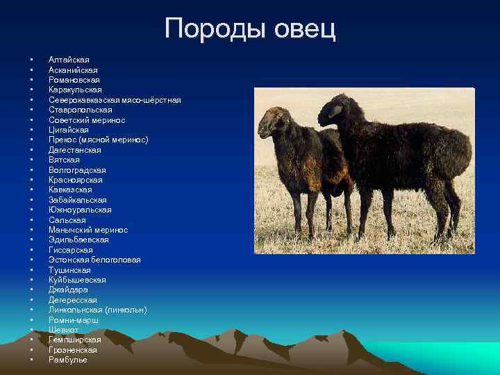 ᐉ цигайская порода овец: описание и характеристики - zooon.ru
