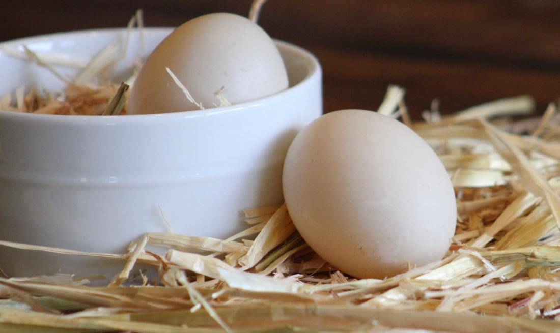 Как давать курам яичную скорлупу, чтобы они не расклёвывали яйца