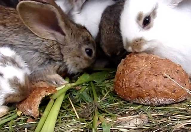 Можно ли давать кроликам арбузные корки или дыню