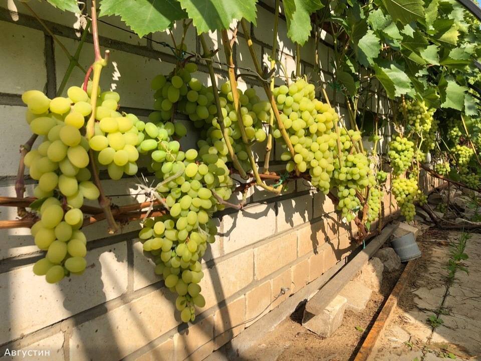 Характеристика, посадка и уход за виноградом сорта августин