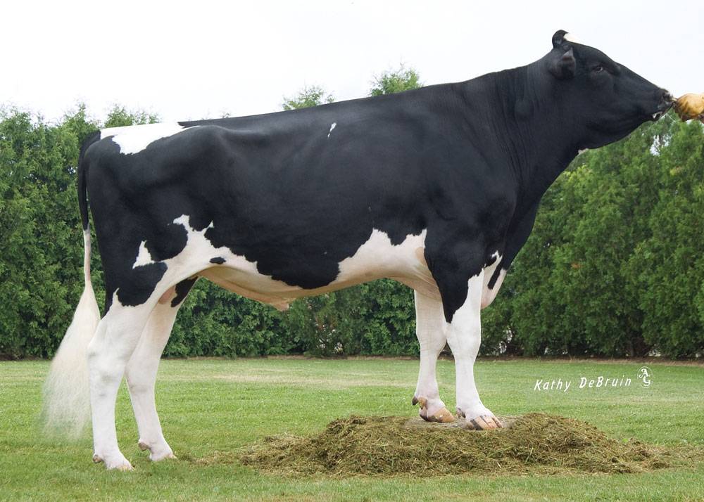 Черно пестрая молочная порода коров: описание, кормление и уход, основные достоинства и недостатки