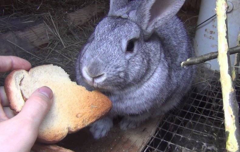 Можно ли кормить кроликов щавелем