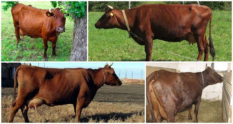 Красная порода коров - особенности, фото и видео | россельхоз.рф