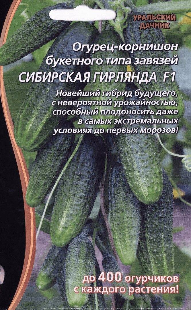 Один из лучших представителей огурцов — гибрид сибирская гирлянда f: описание сорта, фото, отзывы