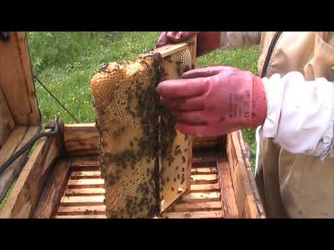 Варроатоз пчел: лечение народными средствами, профилактика