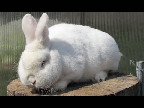 Новозеландская порода кроликов: фото с описанием животных