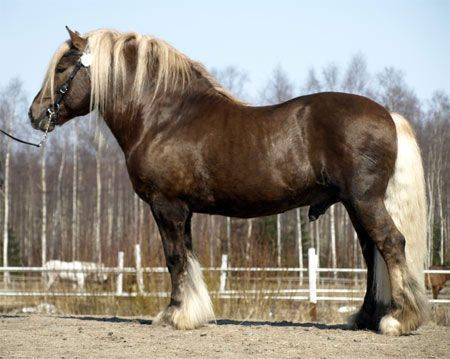 Русские верховые  лошади
